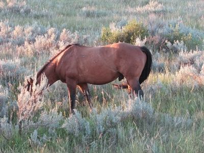 Wild Horse. Click for full size. Wild Horse image. Click for full size.