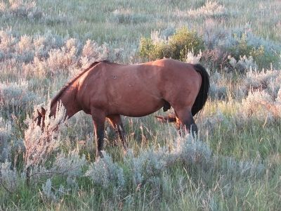 Wild Horse image. Click for full size.