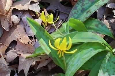 Yellow Trout Lily, <i>Erythronium americanum,</i> Blooming in the Garden This Day image. Click for full size.