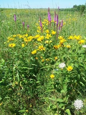 Native Prairie at Henry A. Wallace Country Life Center image. Click for full size.