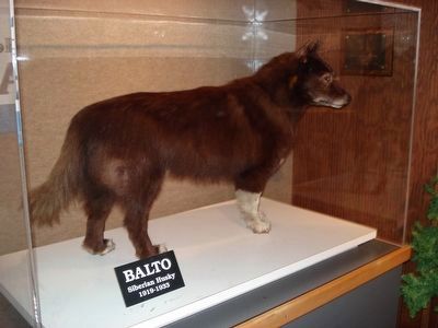 Balto, taxidermied and on display at the Cleveland Museum of Natural History image. Click for more information.