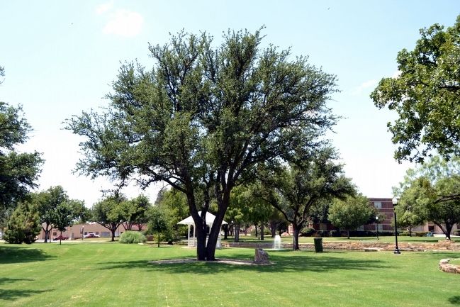 Hardin-Simmons University Student Memorial Tree image. Click for full size.