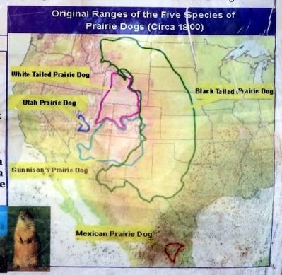 Original Ranges of Prairie Dogs (circa 1800) image. Click for full size.