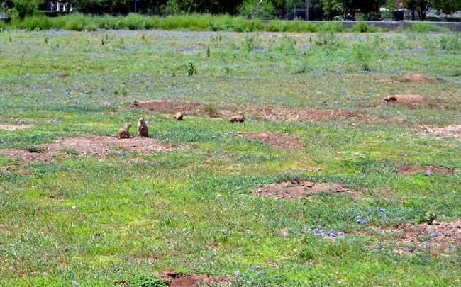 Prairie Dogs in Red Bud Park. Click for full size. Prairie Dogs in Red Bud Park image. Click for full size.