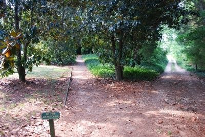 Trail Leading to the Graveyard image. Click for full size.
