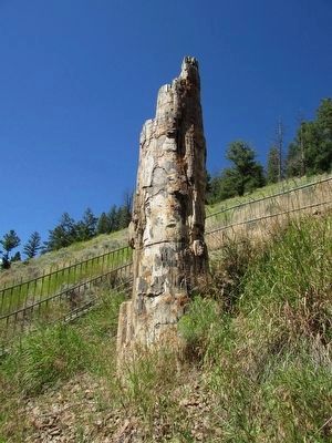 Yellowstone's Petrified Tree image. Click for full size.