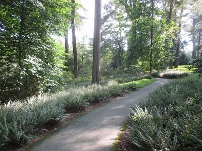 Peirce's Woods. Click for full size. Peirce's Woods image. Click for full size.