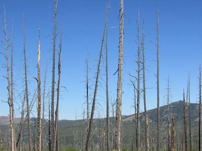 Wildfire Damage in Yellowstone image. Click for full size.