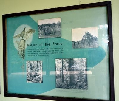 The Return of the Forest Marker. Click for full size. The Return of the Forest Marker image. Click for full size.