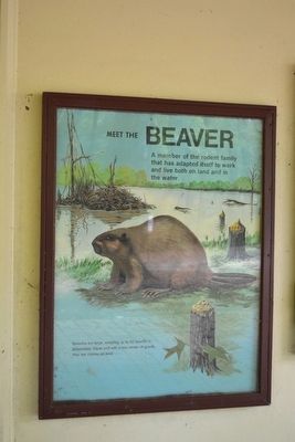 Meet the Beaver Marker. Click for full size. Meet the Beaver Marker image. Click for full size.