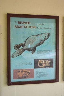 Beaver Adaptations Marker. Click for full size. Beaver Adaptations Marker image. Click for full size.