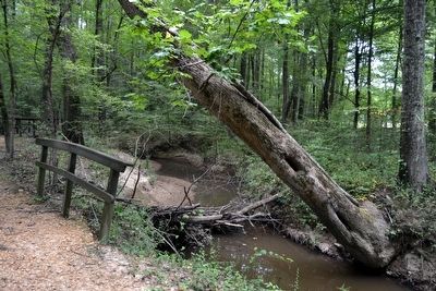 The Work of Beavers on Myrick Creek. Click for full size. The Work of Beavers on Myrick Creek image. Click for full size.