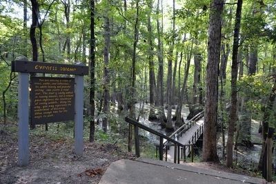 Cypress Swamp Nature Trail Head image. Click for full size.