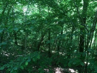 Lost Battalion Battlefield image. Click for full size.
