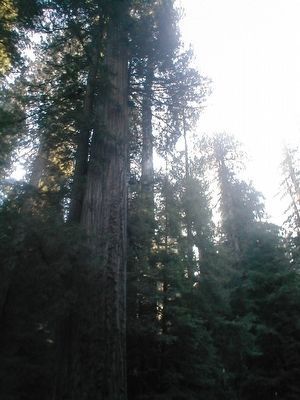 Humboldt Redwoods State Park image. Click for full size.