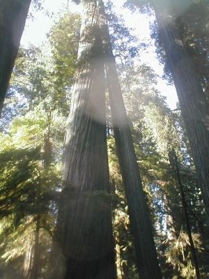 Humboldt Redwoods State Park image. Click for full size.