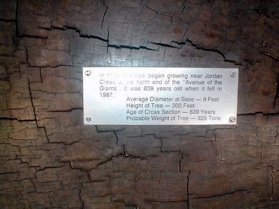 Old Giant Redwood Tree Marker image. Click for full size.