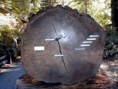 Old Giant Redwood Tree. Click for full size. Old Giant Redwood Tree image. Click for full size.