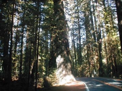Giant Redwood Trees image. Click for full size.