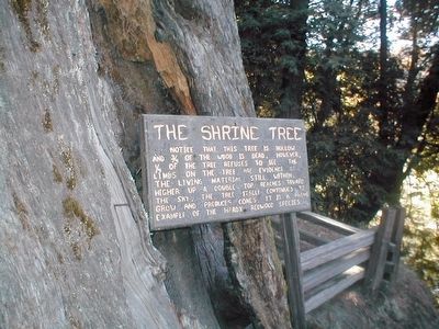 The Shrine Tree Marker image. Click for full size.