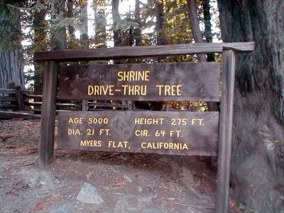 Shrine Drive-Thru Tree. Click for full size. Shrine Drive-Thru Tree image. Click for full size.