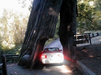 The Shrine Tree-Car entering image. Click for full size.