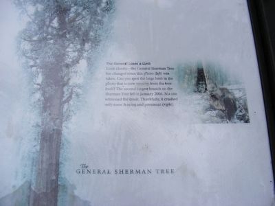 General Sherman Tree Marker-Bottom portion image. Click for full size.