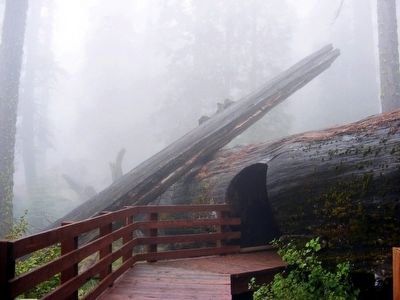 Trail to the General Sherman Tree image. Click for full size.