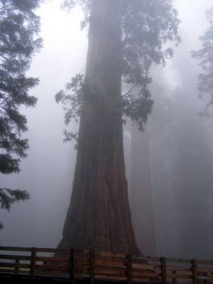 Trail to the General Sherman Tree image. Click for full size.