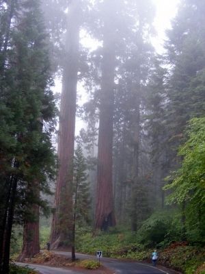 Road in Sequoia National Park image. Click for full size.