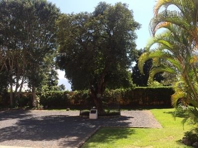 Esquisuchil tree and Marker. Click for full size. Esquisuchil tree and Marker image. Click for full size.