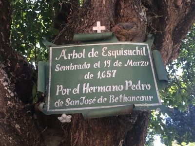 Previous esquisuchil marker, still hanging in the tree. image. Click for full size.