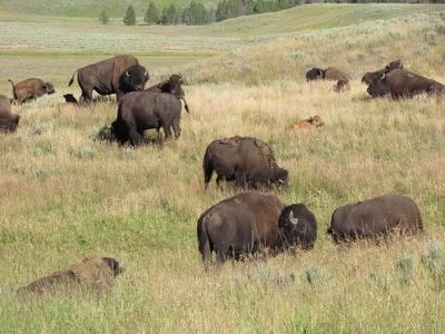 Bison in Yellowstone National Park. Click for full size. Bison in Yellowstone National Park image. Click for full size.