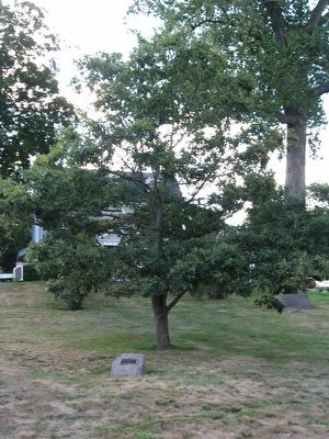 Connecticut Charter Oak Descendent and Marker image. Click for full size.