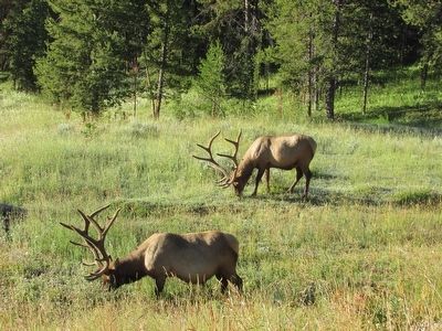 Elk on their Summer Range. Click for full size. Elk on their Summer Range image. Click for full size.