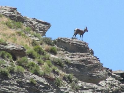 Bighorn Sheep in its Summer Range image. Click for full size.