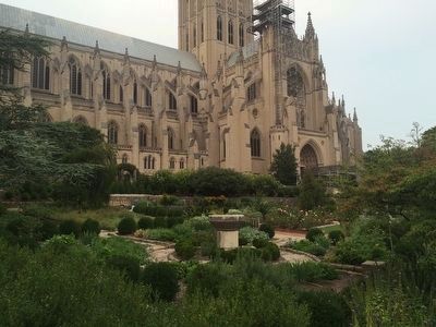 Ellerslie boxwoods at the National Cathedral image. Click for full size.