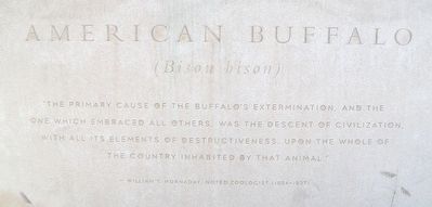 American Buffalo (<i>Bison bison</i>) Marker image. Click for full size.