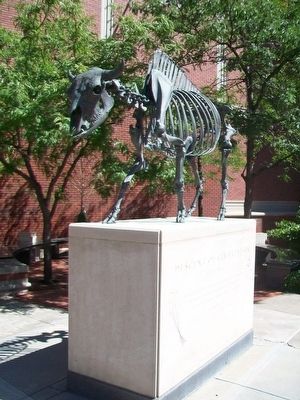 American Buffalo (<i>Bison bison</i>) Memorial image. Click for full size.