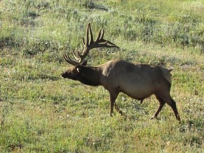 Bull Elk in Grand Teton National Park. Click for full size. Bull Elk in Grand Teton National Park image. Click for full size.