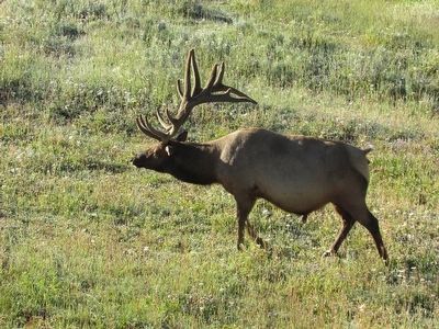 Bull Elk in Grand Teton National Park image. Click for full size.
