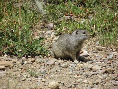 Uinta Ground Squirrel. Click for full size. Uinta Ground Squirrel image. Click for full size.