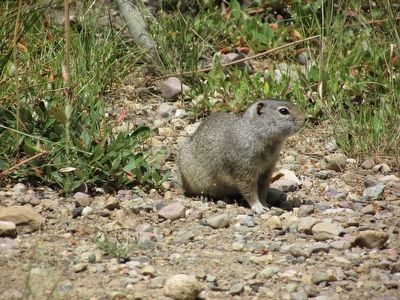 Uinta Ground Squirrel image. Click for full size.