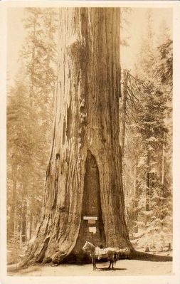 Historic Postcard View of the General Sherman Tree image. Click for full size.