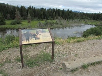 Moose Habitat Marker. Click for full size. Moose Habitat Marker image. Click for full size.