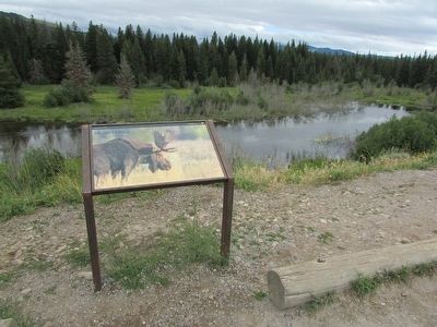 Moose Habitat Marker image. Click for full size.