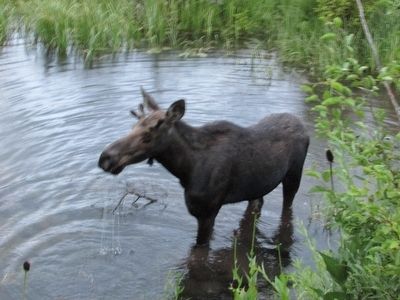 Bull Moose. Click for full size. Bull Moose image. Click for full size.