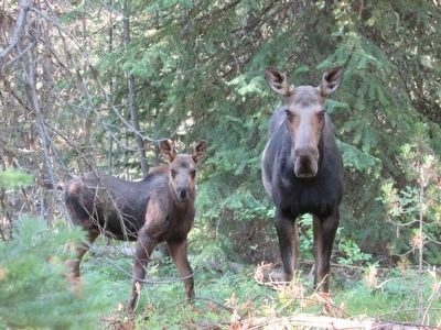 Cow Moose with Calf image. Click for full size.