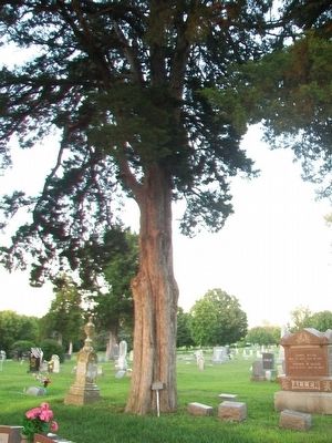 Red Cedar Liberty Tree and Marker image. Click for full size.