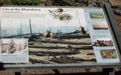Life at the Blowdown Marker. Click for full size. Life at the Blowdown Marker image. Click for full size.